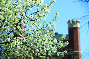 The Administration Building towers over a tree on the Northwest campus as it blooms in March.